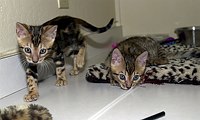 SierraGold Bengals: Merlin and Lancelot<br>
